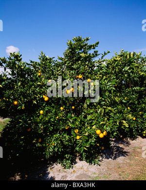 CLOSE-UP OF YOUNG VALENCIAS ORANGERS DANS GROVE / FLORIDE Banque D'Images