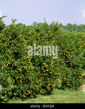 ORANGES DE FLORIDE- VALENCIAS ORANGE GROVE (close-up of MATURE ORANGERS) , Florida Banque D'Images