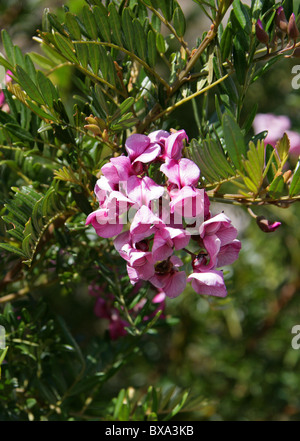 Arbre dans une hâte, Cape lilas, Blossom Tree, Rose Keurboom, Virgilia divaricata, Fabaceae. Syn. C. capensis. Banque D'Images