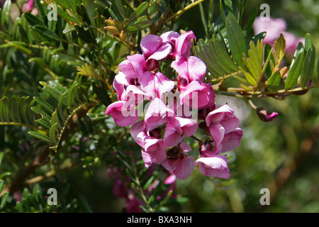 Arbre dans une hâte, Cape lilas, Blossom Tree, Rose Keurboom, Virgilia divaricata, Fabaceae. Syn. C. capensis. Banque D'Images