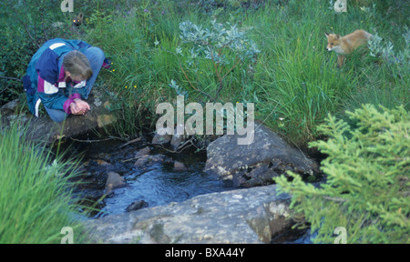 Adolescente, l'eau potable, wild red fox ( cross fox) , nature Banque D'Images