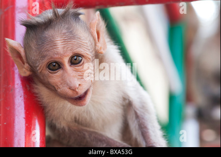 Macaca radiata. Jeune singe macaque bonnet. L'Inde Banque D'Images