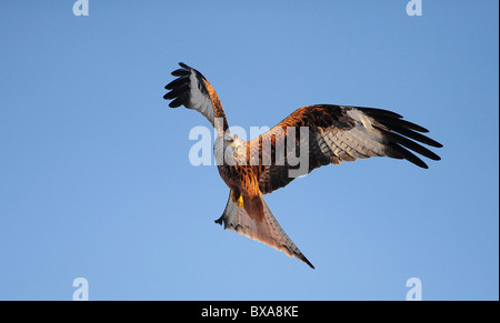 Le cerf-volant rouge sur Mid Wales Banque D'Images