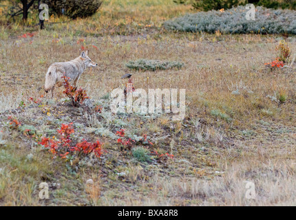 Le Coyote (Canis latrans, Jasper National Park, Alberta, Canada Banque D'Images