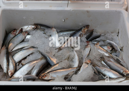 Le poisson frais sur la glace en vente sur un étal du marché, à Kingston, Surrey, Angleterre. Banque D'Images