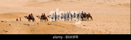 Chameaux dans les sables de l'Égypte. Banque D'Images