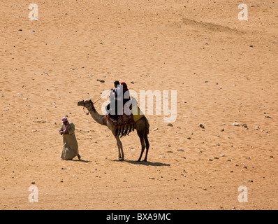 Chameaux dans les sables de l'Égypte. Banque D'Images