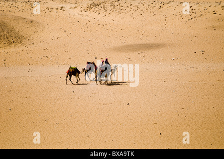 Chameaux dans les sables de l'Égypte. Banque D'Images