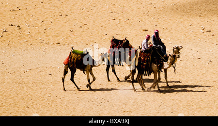 Chameaux dans les sables de l'Égypte. Banque D'Images