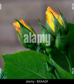 Boutons de roses jaunes Banque D'Images