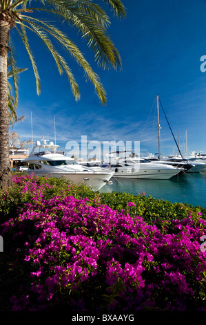 Puerto Portals avec bougainvilliers luxuriants luxury motor yachts amarrés Portals Nous Palma de Majorque Îles Baléares Espagne Banque D'Images