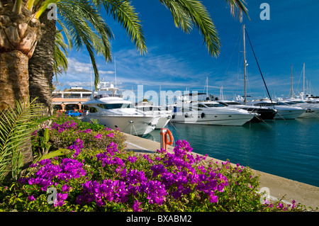 Puerto Portals avec bougainvilliers et de yachts amarrés à Portals Nous Palma de Majorque Îles Baléares Espagne Banque D'Images