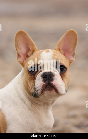 Bouledogue Français Portrait Banque D'Images