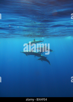 Dauphins (Stenella longirostris) près de l'île de Noël, de l'Océan Indien Banque D'Images