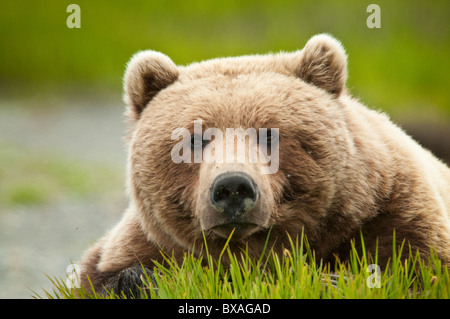 Les ours bruns se nourrissent de graminées carex au début de la saison estivale à la McNeil River State Game Sanctuary et Refuge en Alaska. Banque D'Images