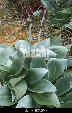 Pleurophyllum hookeri, une floraison de mégaherbes endémique sur l'île Campbell subantarctique, Nouvelle-Zélande Banque D'Images