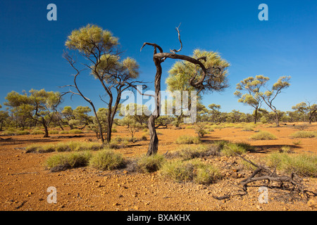 Spinefex l'herbe et l'onagre Acacia Shirleyi à Bladensburg, Parc National de Winton, outback Queensland Banque D'Images