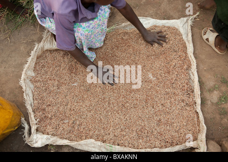 Une femme sortes millet pour être utilisé dans le brassage de la bière de banane à Mbale, est de l'Ouganda, l'Afrique de l'Est. Banque D'Images