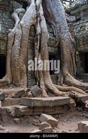 Ta Prohm temple, Angkor, Cambodge Banque D'Images