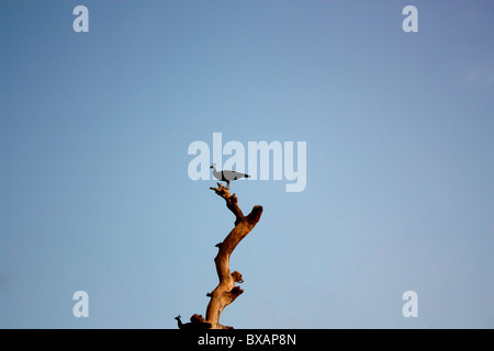 Un paon assis sur le haut d'un arbre sec. Banque D'Images