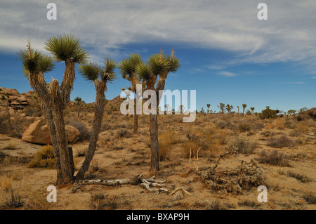 Joshua Tree National Park Banque D'Images