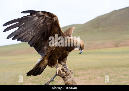 Golden Eagle enchaînés avec ailes propagation sur gauntlet Banque D'Images