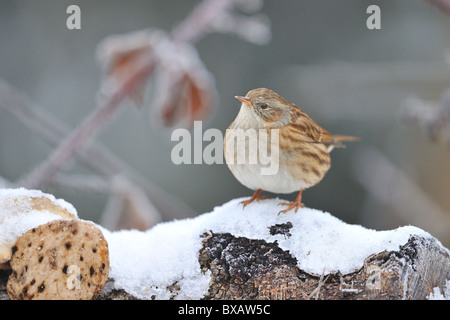 Nid accentor COUVERTURE - Couverture - accentor-sparrow (Prunella modularis) à la recherche de nourriture dans la neige en hiver Banque D'Images