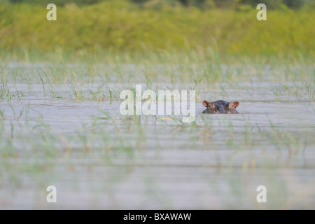 - Hippopotame Hippopotame (Hippopotamus amphibius) tête émergeant de l'eau du lac Baringo - Kenya - Afrique de l'Est Banque D'Images