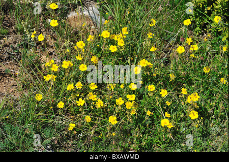 Rock-rose commun - Common Sun-rose (Helianthemum nummularium) fleurit en été - Cévennes - France Banque D'Images