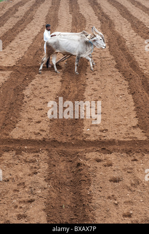 Indian farmer labourer un champ à l'aide d'une charrue tirée par des bœufs zébus / / indian butte de vaches dans la campagne de l'Inde rurale. L'Andhra Pradesh, Inde Banque D'Images