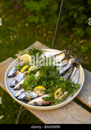 Le maquereau poisson avec tranche de citron et d'herbes Banque D'Images