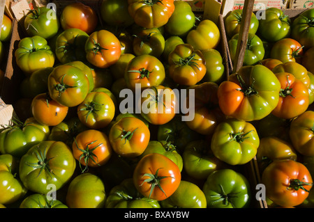 Les tomates au mercato di Ballaro market district Albergheria centre de Palerme Sicile Italie Europe Banque D'Images