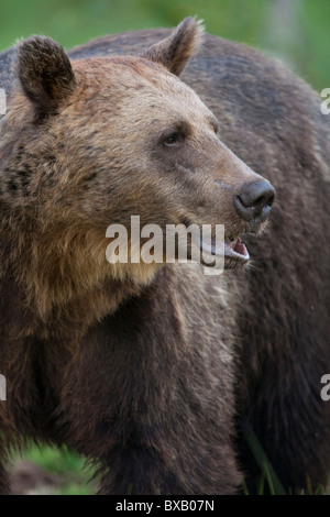 Ours brun (Ursus arctos), Vartius, Finlande (animal sauvage, les conditions contrôlées) Banque D'Images