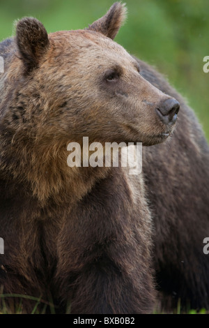 Ours brun (Ursus arctos), Vartius, Finlande (animal sauvage, les conditions contrôlées) Banque D'Images