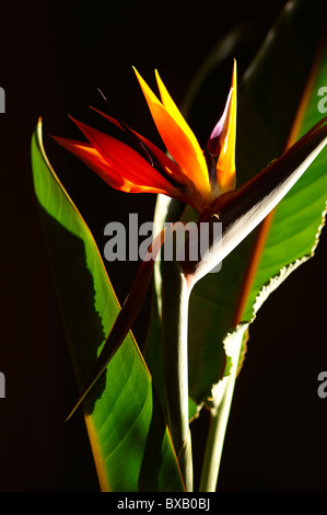 Bird of Paradise flower Banque D'Images