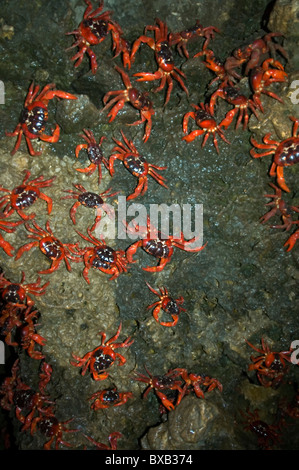 Les crabes rouges (Gecarcoidea natalis) falaises d'escalade vers le bas de la plage pour frayer, Ethel Cove, 1 décembre 2010, l'île de Noël, de l'Océan Indien Banque D'Images