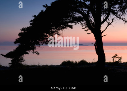 Silhouette d'arbre sur la rive au crépuscule Banque D'Images