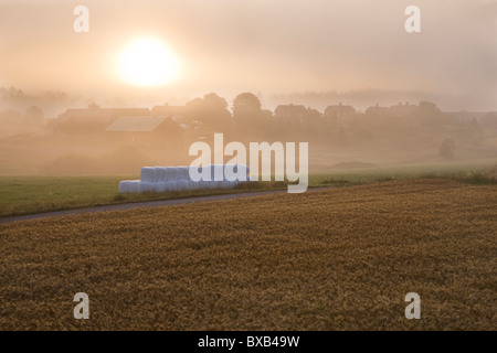 Lever du soleil sur le champ de blé Banque D'Images