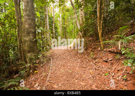 À pied de la forêt tropicale, Lake Eacham, Atherton Tableland, Crater Lakes National Park, Playa del Carmen, au Queensland Banque D'Images