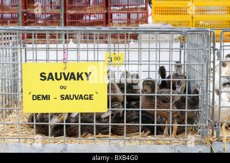 Stock photo de volailles destinées à la vente sur les étals du marché au marché de producteurs Les Herolles dans la région de la France. Banque D'Images