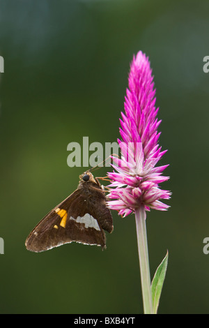 Close-up of butterfly on flower head Banque D'Images