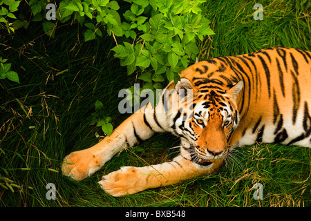 Tiger lying on grass Banque D'Images