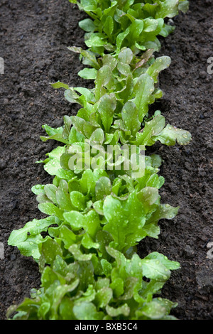 Rangée de baby lettuce in garden Banque D'Images