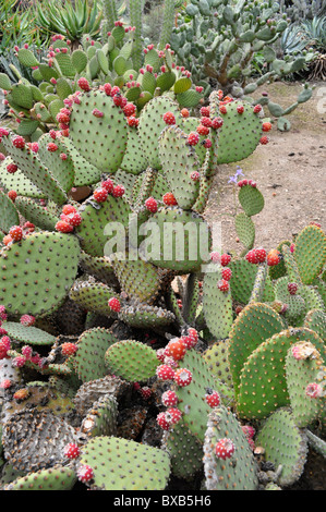 Fruit de cactus rouge , le figuier de barbarie, la Californie du Sud Banque D'Images