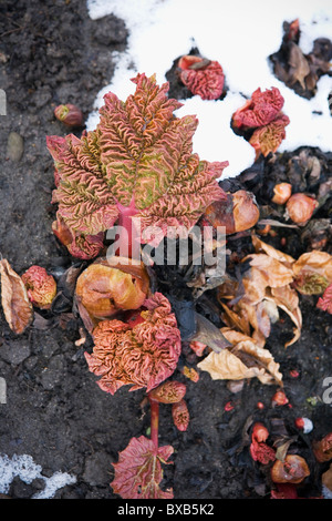 Germination et la neige Banque D'Images