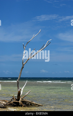 Ilot Canard (duck island), juste à côté de l'Anse Vata Nouméa, Nouvelle Calédonie Banque D'Images