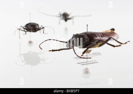 Studio shot of bug des spécimens sur fond blanc Banque D'Images