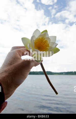 Human hand holding water lily, close-up Banque D'Images