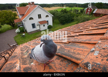 Close-up of pigeon perché sur le toit Banque D'Images