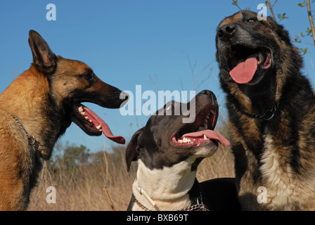 Trois chien dans la nature Banque D'Images